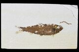 Fossil Fish (Knightia) With Coprolite - Green River Formation #133944-1